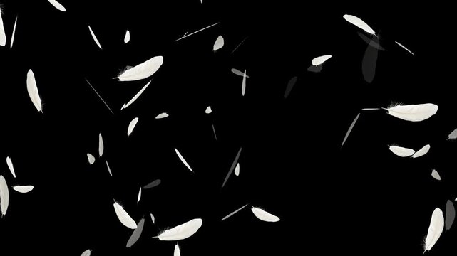 Slow motion of white fluffy feathers falling and flying, Beautiful white feathers explode in the air and then slowly falling down,
Flying Feather On Black Background. Seamless Looping.