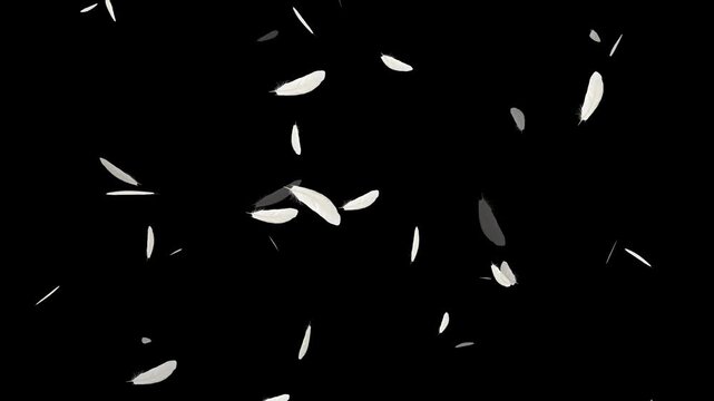 Slow motion of white fluffy feathers falling and flying, Beautiful white feathers explode in the air and then slowly falling down,
Flying Feather On Black Background. Seamless Looping.