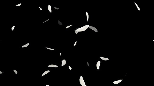 Slow motion of white fluffy feathers falling and flying, Beautiful white feathers explode in the air and then slowly falling down,
Flying Feather On Black Background. Seamless Looping.