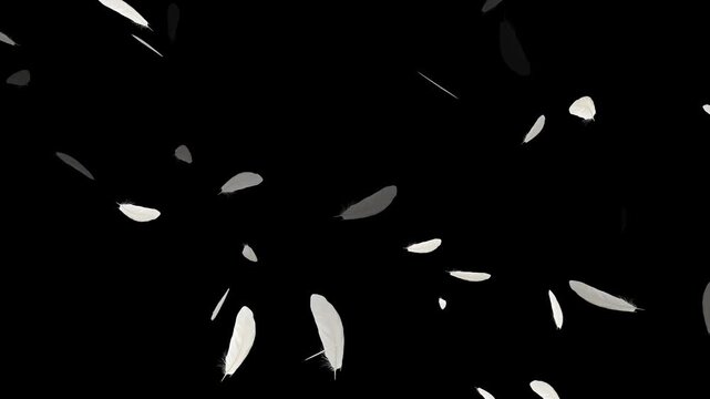 Slow motion of white fluffy feathers falling and flying, Beautiful white feathers explode in the air and then slowly falling down,
Flying Feather On Black Background. Seamless Looping.