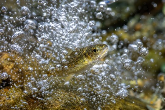 Brown trout fry swimming through dynamic oxygen bubbles in a clear freshwater stream with rocky bottom, close-up macro shot showing aquatic wildlife.