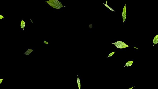 Flying Green leaves over black background. Element Overlay, Marijuana leaf on white background,
fresh green leaves falling on white background, 4k loopable overlay.