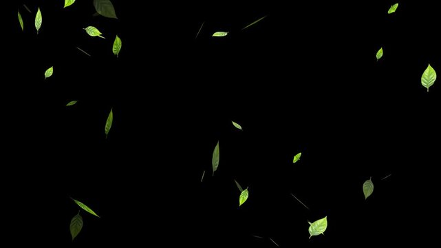 Flying Green leaves over black background. Element Overlay, Marijuana leaf on white background,
fresh green leaves falling on white background, 4k loopable overlay.