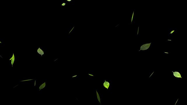 Leaves falling animation on green screen 4k. leaf falling. Green leaves are flying in slow motion. transparent alpha mask 
Green natural tea leaves with alpha channel, 3d rendering.