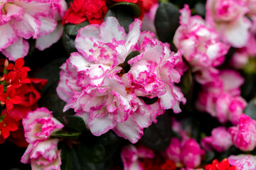 Obraz premium Beautiful pink azalea plants densely packed, ruffled flowers and glossy dark green foliage in early spring in a botanical garden.