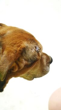 Puppy Series - Woman Attempts to Address Wound on Dogs Head - Vertical