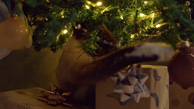 Playful Siamese Cat Reaching for a Wrapped Gift Under a Decorated Christmas Tree With Warm Holiday Lights, Curious Pet, Cozy Winter Home and Festive Spirit