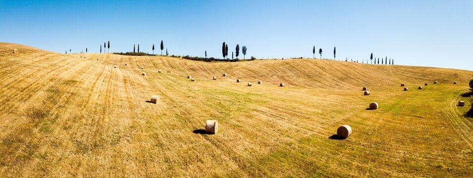 Aerial view of golden harvested wheat fields dotted with hay bales and rows of cypress trees under a clear blue sky in Artimino, Tuscany, Italy.