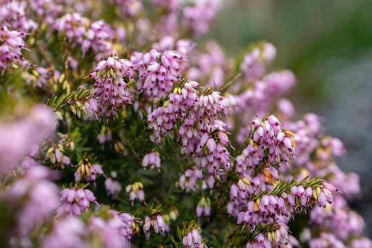 Bright pink bloom of Erica carnea (winter heath, also called spring heath or alpine heath), bell-shaped tiny flowers in the branches with needle-like leaves. Decorative shrub in early spring in the pa