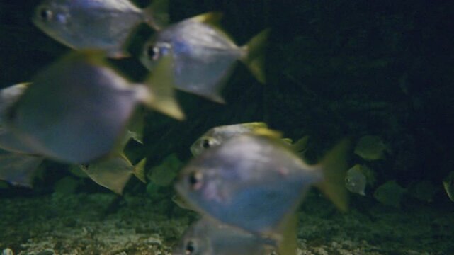 4K tropical fish in aquarium