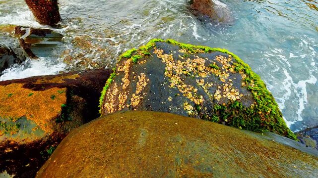 High-angle shot of ocean waves splashing over large coastal rocks covered in barnacles and vibrant green moss. Dynamic sea water movement on a shoreline. 