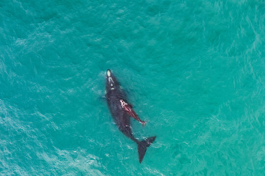 Aerial view of a southern right whale mother and calf swimming in clear turquoise waters. Annual migration brings these endangered marine mammals to the coast for breeding and nursing.