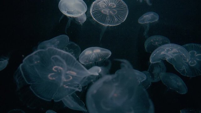 4K Video of moon jellyfish swimming gracefully against a black background.