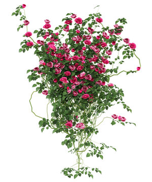 Pink Climbing Rose Isolated PNG, Cascading Flowering Vine, Transparent Background