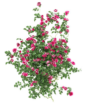 Pink Climbing Rose Isolated PNG, Arching Flowering Garden Vine, Transparent Background