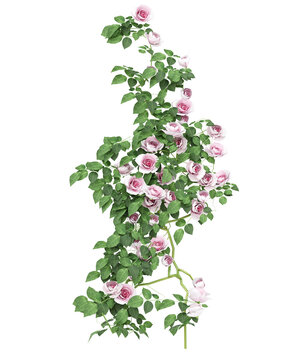 Pale Pink Climbing Rose Isolated PNG, Vertical Flowering Rose Vine, Transparent Background