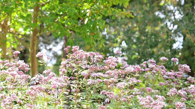 木漏れ日あふれる新緑を背景に咲き誇る、フジバカマの美しい群生
(大分県竹田市)くじゅう花公園
A beautiful cluster of *Eupatorium japonicum* (Japanese thoroughwort) in full bloom, set against a backdrop of fresh green foliage dappled with sunlight.