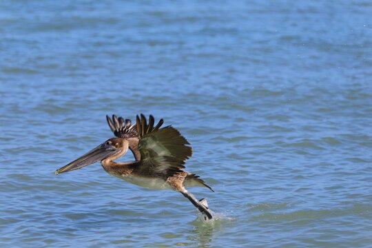 Pelican landing in the ocea