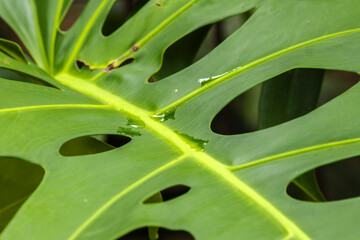 Detailed shot of a vibrant Philodendron bipinnatifidum leaf, commonly known as Guaimbê or Tree Philodendron, covered in fresh water droplets.  © AlfRibeiro