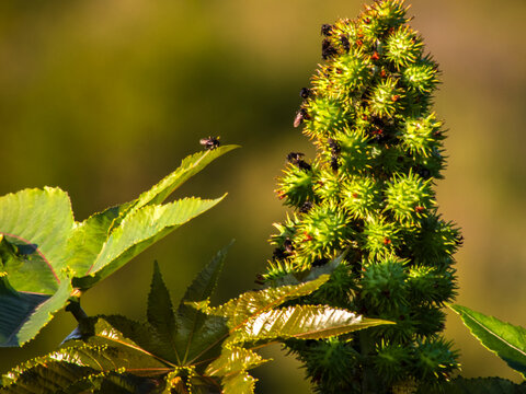 Small black stingless bees (Trigona spinipes) swarming over green spiky castor bean pods (Ricinus communis) in a sunny field in Brazil.