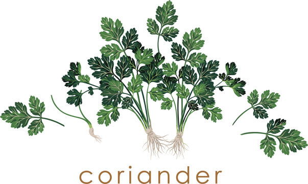  Coriander vector illustration with fresh green cilantro leaves stalks and roots hand drawn culinary herb on white background