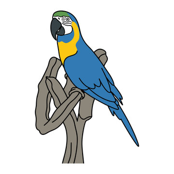 Blue and Yellow Macaw
