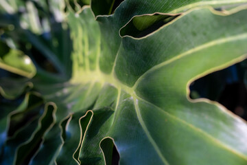 Close Up of a Large Green Philodendron Leaf With Wavy Edges © AnrizStock