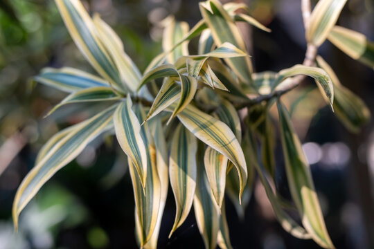 Striped Yellow and Green Leaves on a Branch in Sunlight