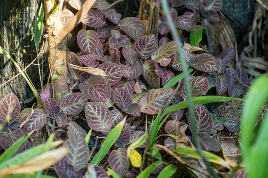 Small Ground Cover Plant With Textured Purple and Green Leaves