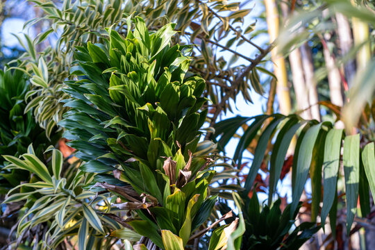 Tall Plant With Layered Dark Green Leaves in Bright Sunlight