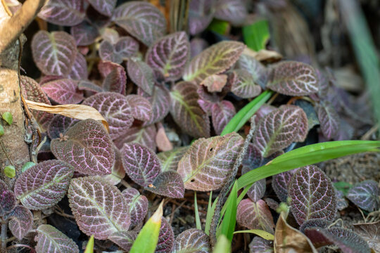 Close Up of Textured Purple Leaves With Distinct Vein Patterns