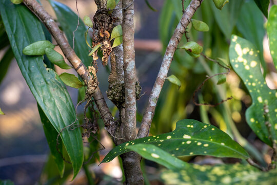 Small Tree Trunk With Clinging Vines and Green Oval Leaves