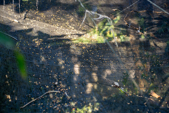Small Yellow Plant Debris Falling on a Black Woven Shade Net