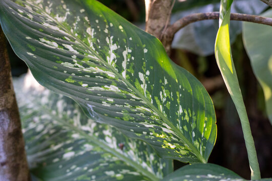 Large Glossy Green Plant Leaf With White Mottled Spots