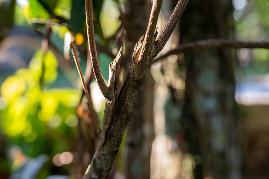 Small Broken Brown Tree Branch Lit by Bright Sunlight