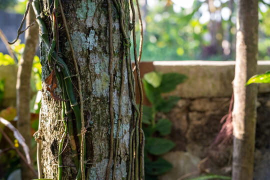 Vertical Brown Vines Wrapping Around a Large Tree Trunk