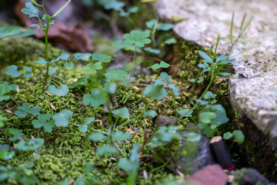 Small Clover Plants Growing in Green Moss Near a Stone Edge
