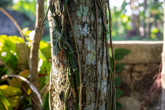 Aerial Roots and Vines Clinging to a Textured Tree Trunk