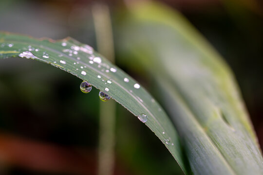 Three Water Droplets Hanging From the Edge of a Green Leaf