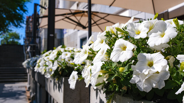 A summer street scene with a charming street cafe featuring a row of tables and chairs, inviting passersby to immerse themselves in the cafe's urban culture.