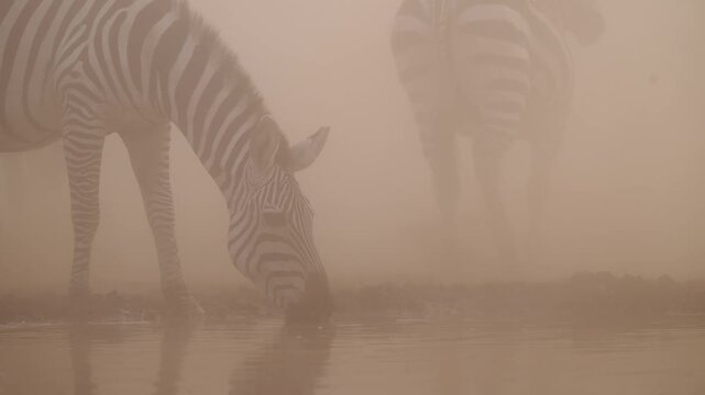 Slow Motion Zebra Herd Drinking Water at Watering Hole, African Wildlife Safari Animals in Africa in the wild in natural habitat at a Waterhole, Low Angle Close Up Shot in Dusty Dry Season Dust