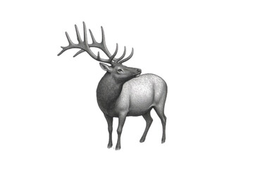 deer isolated on white © Ms. Mofila Begum1010