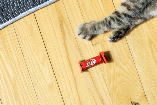 A Kit Kat bar and a cat's paws on a wood floor with a blue rug.