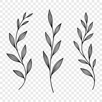 Botanical Hand Drawn Leaf Branch Set, Vector Illustration. Botanical Leaf Outline. Branch Illustration with Three Stems and Leaves Isolated. Floral and Nature Design