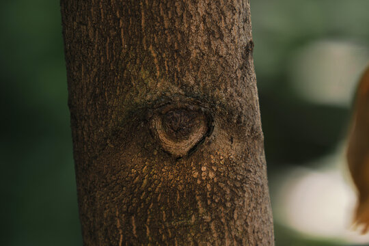 An interesting eye pattern on the tree trunk.