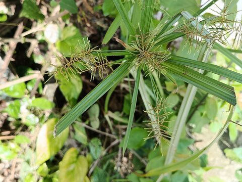 Close Up of Cyperus Grass Seed Heads in Natural Habitat