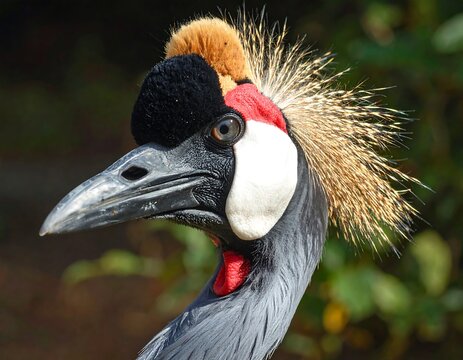 Close-up of a bird's head with distinctive markings a black crown, white cheeks, and a red throat. Feathery plumage highlights the crest