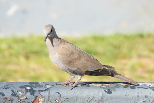 Turkish dove pigeon bird of the species "Streptopelia decaocto", pigeon concept