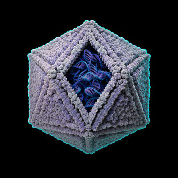 Herpesvirus capsid with packed DNA scientific illustration