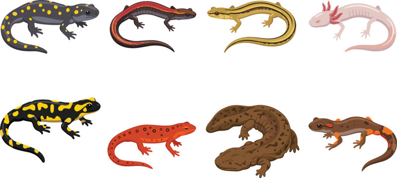 Salamander and newt vector illustration collection featuring various amphibian species isolated on white background